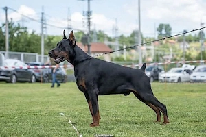 Dobermann Deckrüde   PoR Madmax   IGP1, ,DNA
