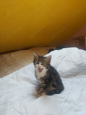 babykatzen
