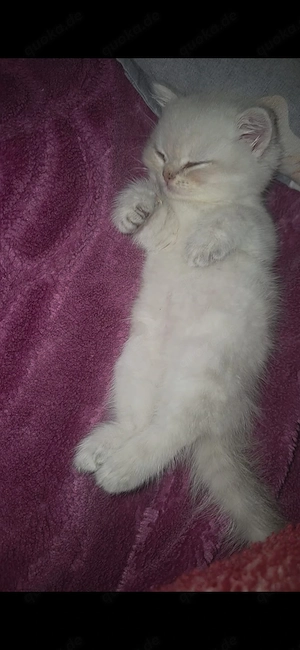 Bhk kitten weiblich 