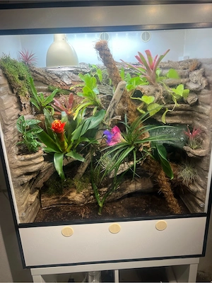 Terrarium mit 1.3 Kronengecko 