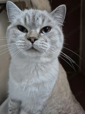 Süße Katzen suchen neue zu Hause.
