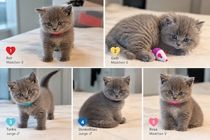 Sehr Edle reinrassige BKH-Kitten in wunderschönen Blue und Blue-Creme Farben