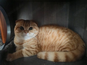 Kitten Jürgen. Rote und Silber Tabby Katerchen. Bkh SF