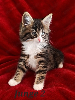 Wunderschöne Maine coon kitten 