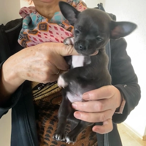 chihuahua welpe kurzhaarigen
