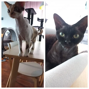 Devon Rex Pärchen ( mit umfangreicher Ausstattung ) in beste Hände abzugeben 