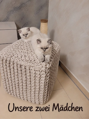 BKH Kitten Bild 2