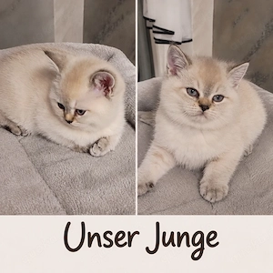 BKH Kitten