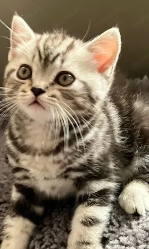 Britisch kurzhaar Kitten 