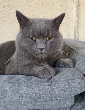 Paco 3 Jähriger BKH Kater 