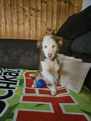 1 kleines Australien Shepherd Mädchen sucht noch ein schönes zuhause,neue bilder!!