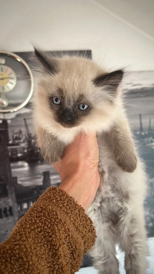 kitten wurf