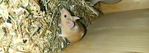 5 farbmäuse böcke 