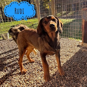 Rudi, unglaublich liebe und menschenbezogene Dachsbracke