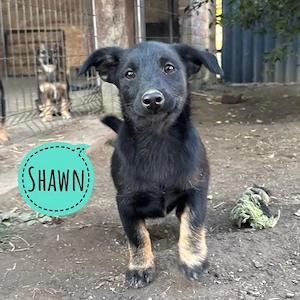 Shawn, unglaublich süßer Welpe, Terrier Mix, bleibt recht klein