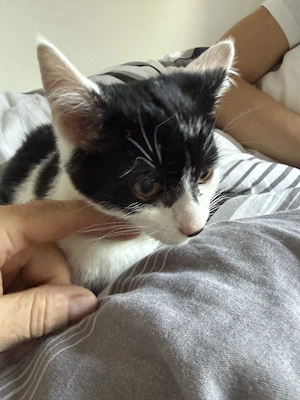 Kater.Britische Mix 