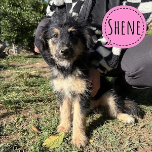 Shene, wie zuckersüß kann ein Welpe sein? Mutter Terrier Mix, wird eher klein bleiben