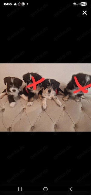 süsse mix welpen