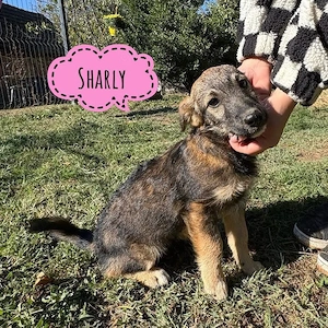 Sharly, unglaublich süßes Welpenmädchen, wird eher klein bleiben