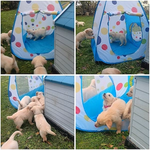 Goldenretriver welpen 