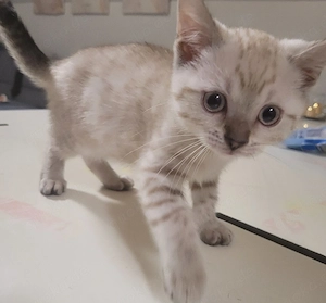 Junge BKH-Siam Mix Katzen 