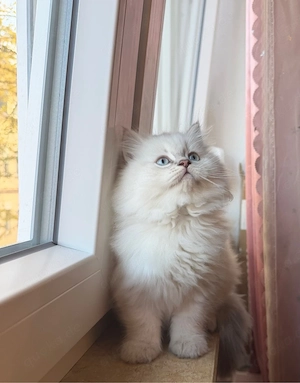 Wunderschöne Heilige Birma Kitten suchen ein liebevolles Zuhause