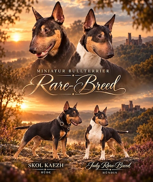 Echte Miniatur Bullterrier mit Ahnentafel und Stammbaum!