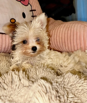 Yorkshire Terrier Biewer 