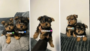 Yorkshire-Terrier Welpen  