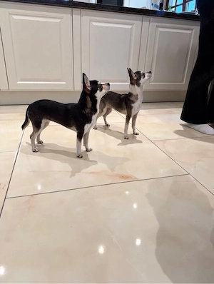 Chihuahua Hündin mit Ahnentafel