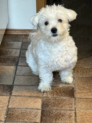 Bichon mini toy