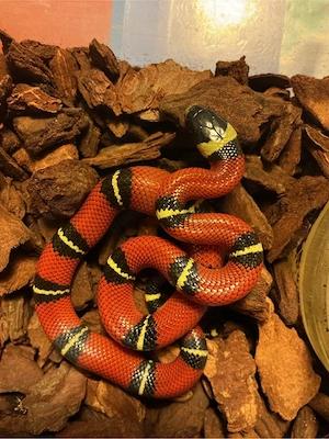 0.0.1 ENZ 08.2026 Lampropeltis triangulum sinaloae