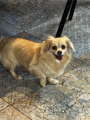 Mischlingshündin Chi - Pom 6 Jahre alt abzugeben 