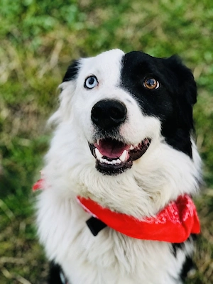 Bordercollie Mix Blacky sucht ein Zuhause 