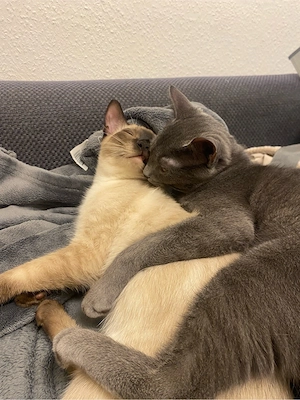 Zwei Kater 