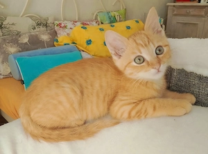 Kitten Junge in rot EKH - Birma zu vermitteln, 3 Monate alt