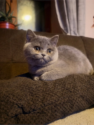 BKH Kitten 