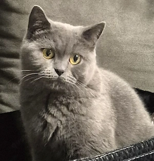 BKH Katze zu verschenken 