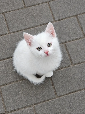 Weiße Katze Bild 2