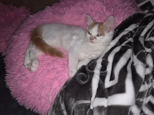  2 langhaar Mix Kitten (Kater)