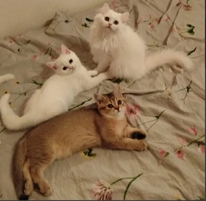Reinrassige wunderschöne BKH Kitten dürfen ab sofort ausziehen 