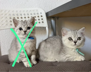 Nur noch 1 BKH Kitten Kater Abgabebereit 13 Wochen 