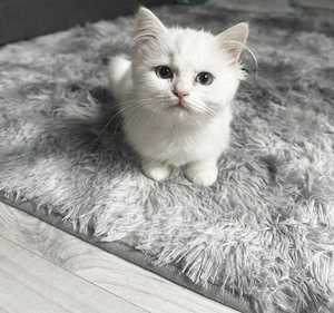 3 Kitten suchen noch ihr Zuhause
