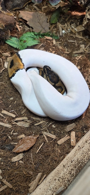 Königspython [Python Regius] 1.0 Bild 2