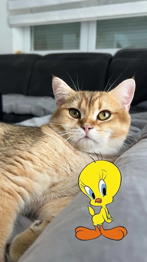 Bkh Deckkater 