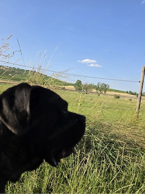 Lieber Cane Corso 