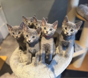 Russisch Blau Kitten (Abgabebereit Mitte November)