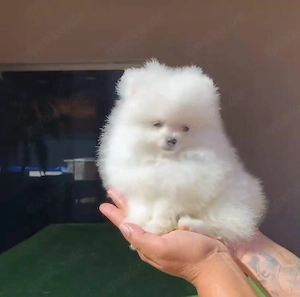 Liebevolle Pomeranian-Welpen suchen ihr Zuhause auf Lebenszeit