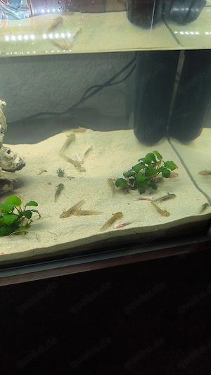 Gesunde Axolotl jungtiere aus privater nachzucht 