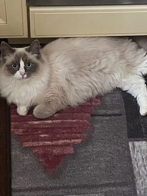 Ragdoll Katzen reinrassig